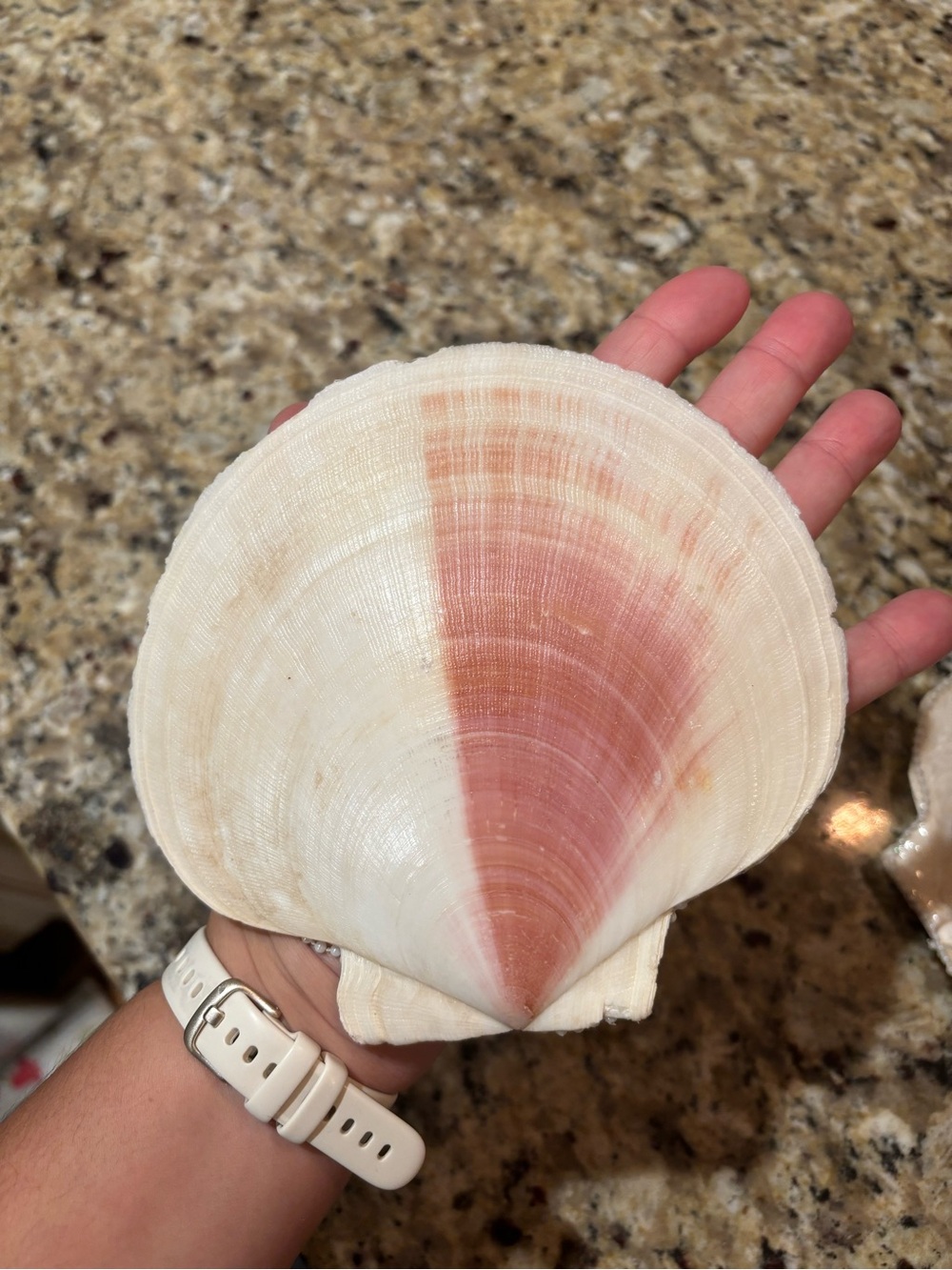 Handmade Seashell Jewelry Dish | Coastal Trinket Tray Decor - Picture 8 of 8